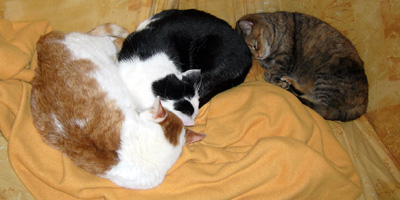 3 Katzen auf einem Sofa