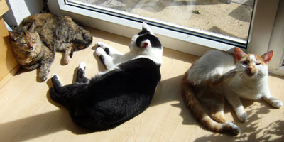 Drei Katzen in der Sonne